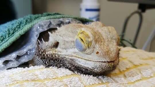 vets near me that take reptiles