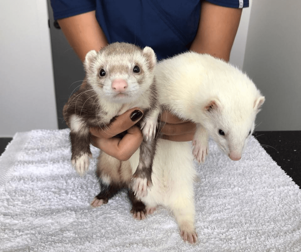 Ferret sales vet care