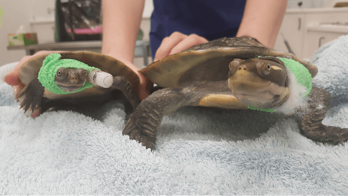 Turtle veterinary care sales near me