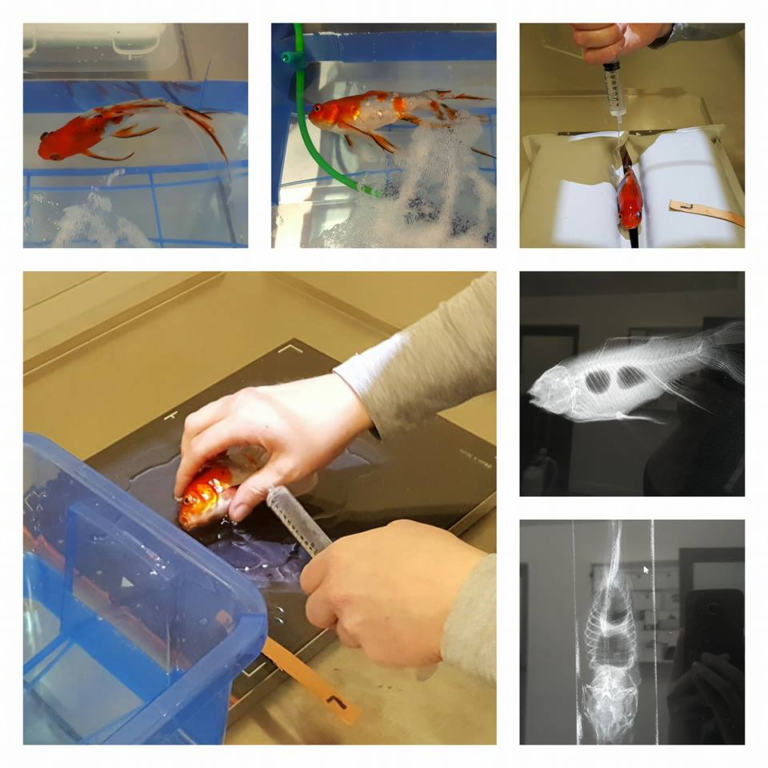 Fish Vet Services Bird and Exotic Animal Clinic
