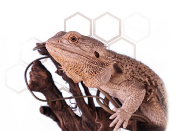 Reptile Vet Services | Bird And Exotic Animal Clinic