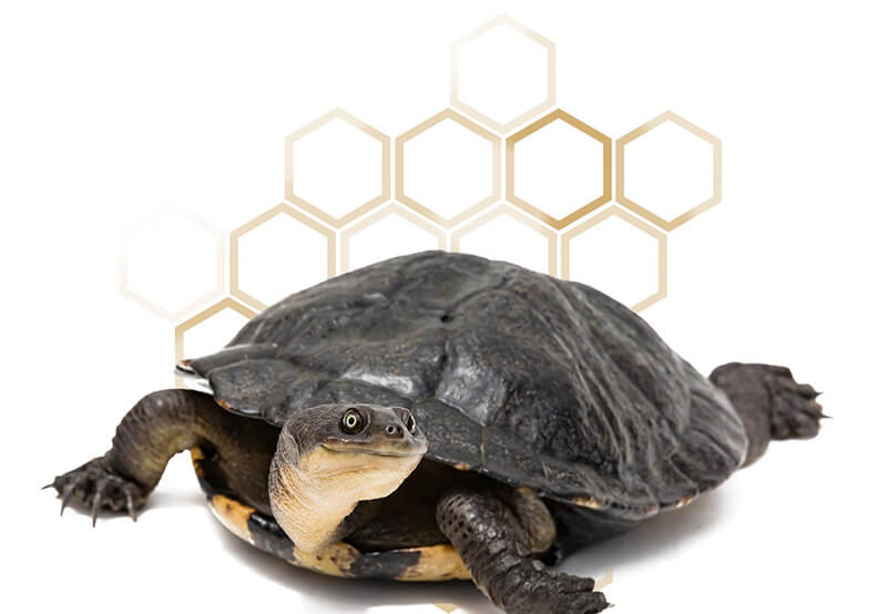 Turtle veterinary care sales near me